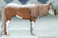 Horse Color:Chestnut Splash