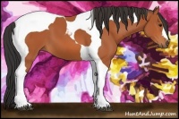 Horse Color:Bay Tobiano 