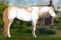 Horse Color:Gold Champagne Frame 