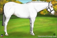 Horse Color:White Spotted Bay 