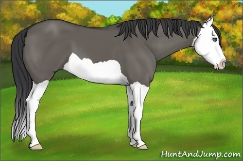 Horse Color:Grullo Splash 