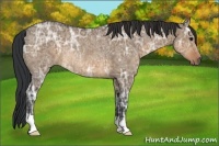 Horse Color:Brown Ice Dun Rabicano