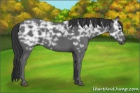 Horse Color:Black Ice 