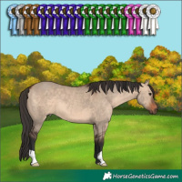 Horse Color:Brown Dun 