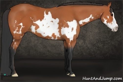 Horse Color:Bay Splash Frame 