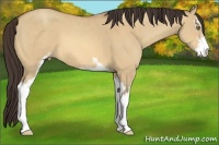 Horse Color:Amber Champagne Dun Sabino