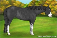 Horse Color:Smoky Black Splash Frame Rabicano