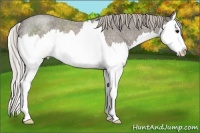 Horse Color:Silver Blue Roan Splash Rabicano