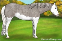 Horse Color:Silver Blue Roan Sabino Splash 