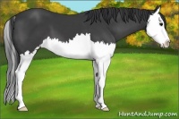 Horse Color:Black Sabino Splash 