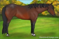 Horse Color:Bay 