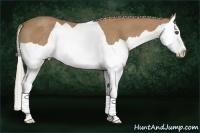 Horse Color:Palomino Splash Rabicano 