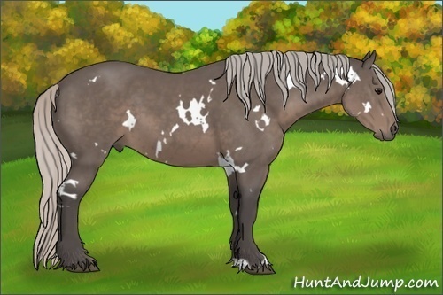 Horse Color:White Spotted Silver Black Sabino 