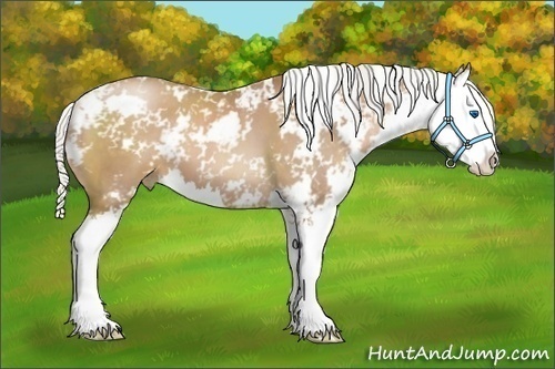 Horse Color:Silver Black Pearl Sabino Splash 