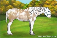 Horse Color:Silver Black Pearl Sabino Splash 
