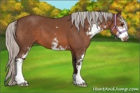 Horse Color:Silver Brown Sabino 