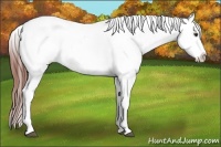 Horse Color:Bay Tobiano Appaloosa 