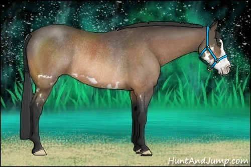Horse Color:Buckskin Splash Frame Rabicano 