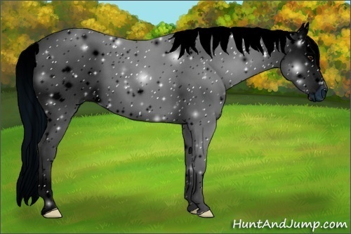 Horse Color:ERROR: UNKNOWN ANOMALY