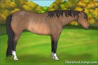 Horse Color:Buckskin Rabicano