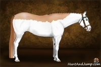 Horse Color:Bay Pearl Splash
