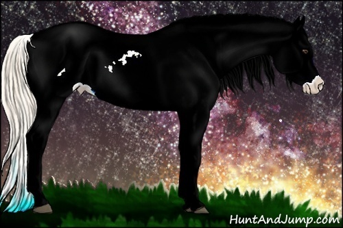 Horse Color:Palomino Appaloosa 