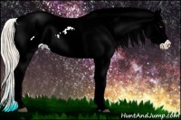 Horse Color:Palomino Appaloosa 