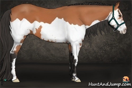 Horse Color:Bay Splash Frame 
