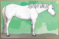 Horse Color:Smoky Black Appaloosa 