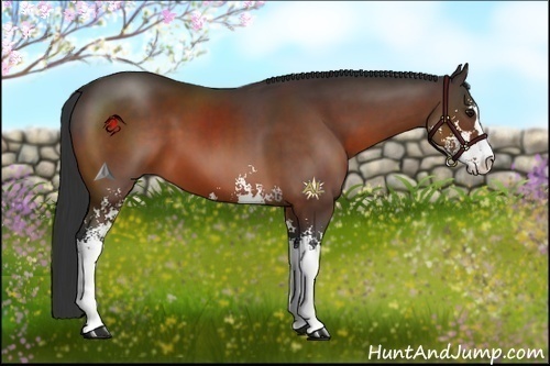 Horse Color:Bay Sabino 