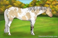 Horse Color:White Spotted Silver Brown Dun