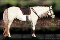 Horse Color:White Spotted Buckskin Pearl Dun Rabicano