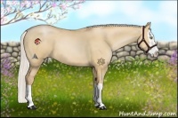 Horse Color:Silver Bay Pearl Dun Sabino Splash 