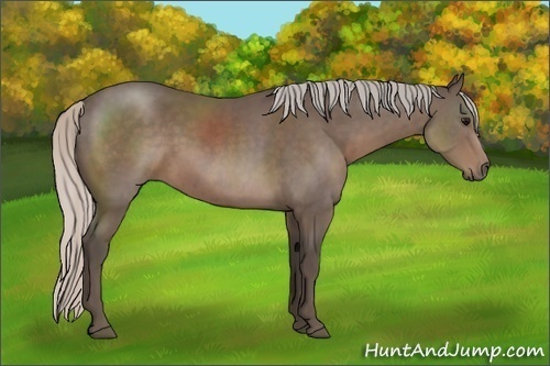 Horse Color:Silver Black Sabino Rabicano 