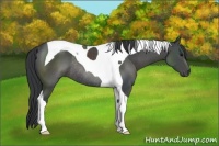 Horse Color:Black Tobiano Rabicano