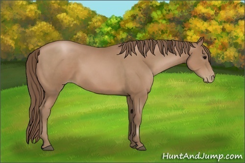 Horse Color:Black Pearl Sabino Rabicano 