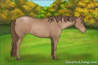 Horse Color:Black Pearl Sabino Rabicano 