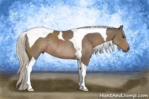 Horse Color:Silver Black Tobiano Rabicano 