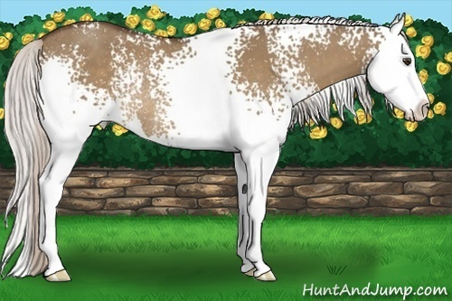Horse Color:White Spotted Silver Bay Dun Splash Rabicano
