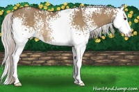 Horse Color:White Spotted Silver Bay Dun Splash Rabicano 