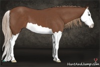 Horse Color:Chestnut Splash 