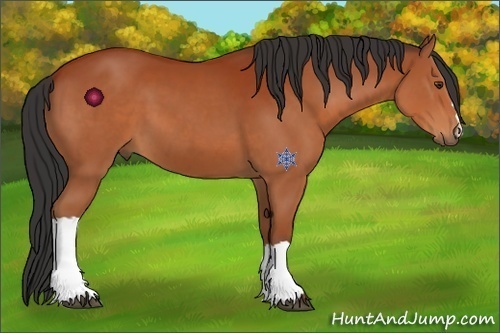 Horse Color:Bay 