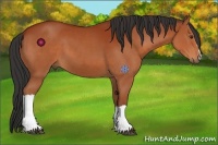 Horse Color:Bay 