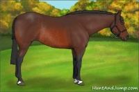 Horse Color:Bay Rabicano
