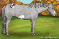 Horse Color:Liver Chestnut Frame Appaloosa 