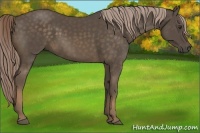 Horse Color:Chocolate Palomino 