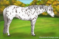 Horse Color:White Spotted Liver Chestnut Appaloosa 