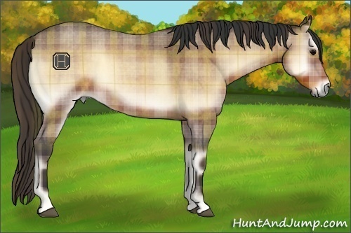 Horse Color:Plaid  Buckskin Roan Onyx 