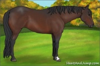 Horse Color:Bay 