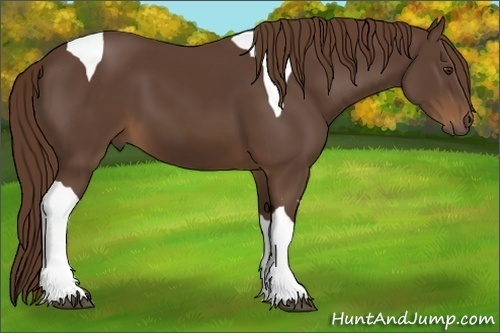 Horse Color:Liver Chestnut Tobiano 